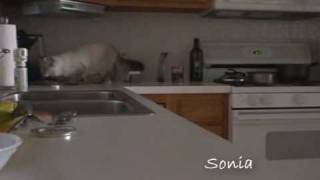 Ssscat Spray  |  Flying Cat