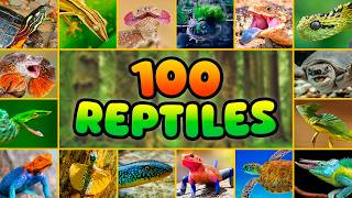 100 REPTILES tan Raros que no Creerás que Existen 🦎