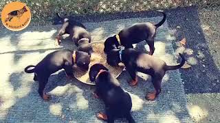 Doberman Puppies For Sale || KCI Registered || Heavy born puppies || low price || male / female ||