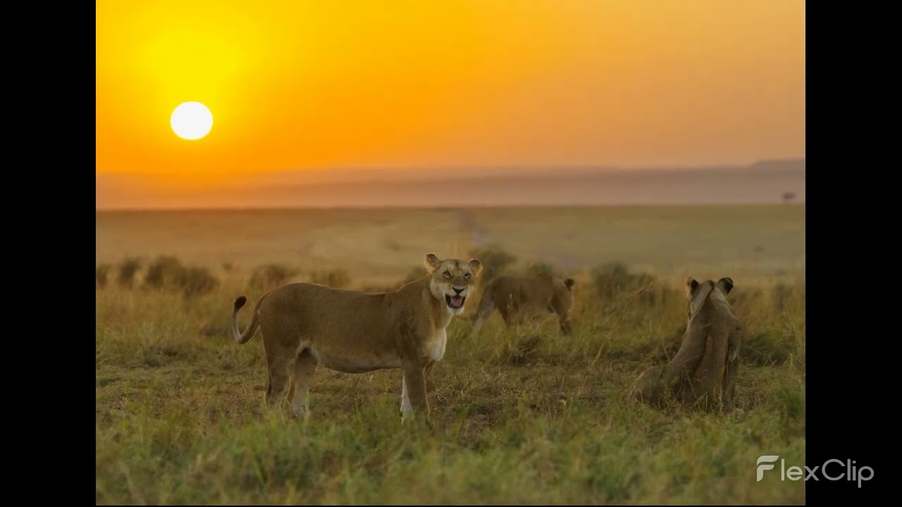 Wildlife during Dawn and Dusk