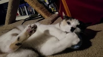 Yuri and a catnip ball