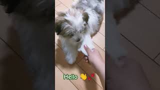 Maltese Puppy First trick  #maltese #shihtzu #yorkie #puppy #shorts #shortsvideo  #youtubeshorts