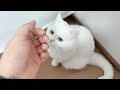 仕事に行こうとすると猫がついてこようとして困っています。