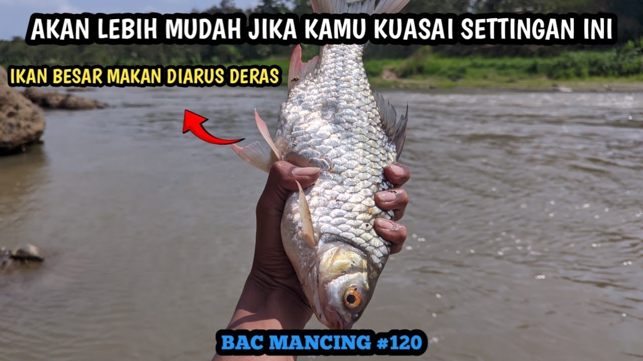 SETTINGAN MANCING SENSITIF BANGET DIARUS DERAS MANCING UMPAN MAGGOT JADI LEBIH MUDAH