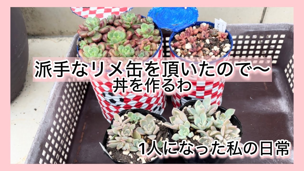 多肉植物]ド派手なリメ缶を頂いたので〜丼を作るわ〜^_^1人になった私