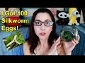 I Got 100 Silkworm Eggs, Silkworm Care And Set Up