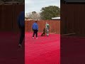 K9 training - PSA level 1 surprise scenario #dog #dogs #k9 #psadog