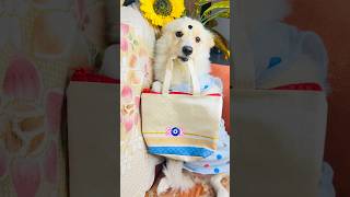 Chalo ab school jao #kuttus #dog #viral #shorts #funny #cute #pets #ytshorts