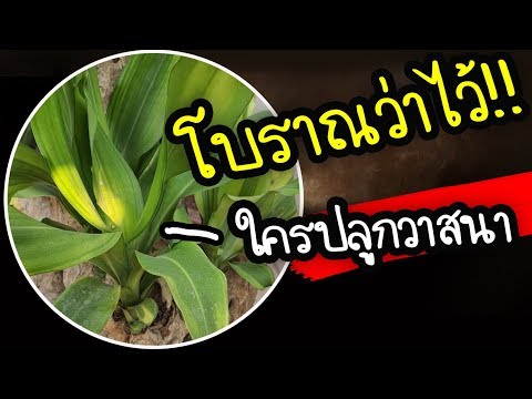 5 ความเชื่อ.. ถ้าปลูกต้นวาสนาไว้ในบ้าน โบราณว่าไว้แบบนี้ | Nava DIY