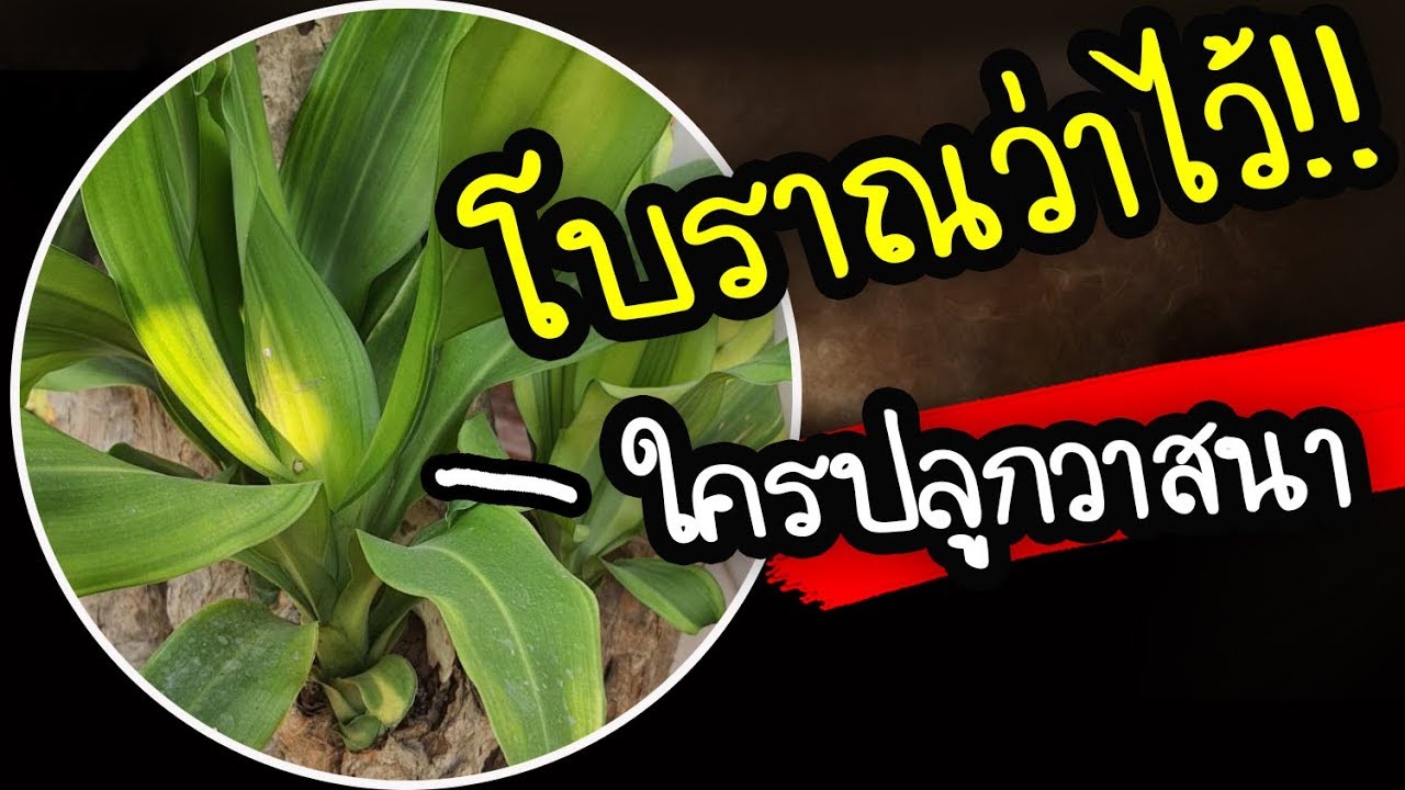 5 ความเชื่อ.. ถ้าปลูกต้นวาสนาไว้ในบ้าน โบราณว่าไว้แบบนี้ | Nava DIY