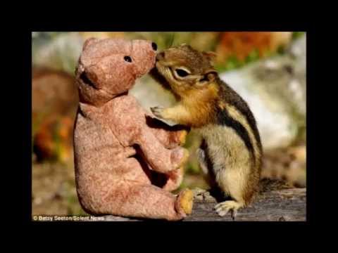 Elizabeth Mitchell - You Are My Sunshine (lyrics)