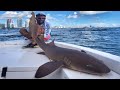 Fishing big shark in miami florida by yuri grisendi