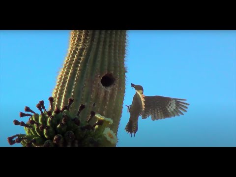 Video: Kan Saguaro groeien in Texas?