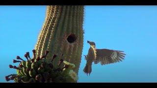 Saguaro Wilderness: A Day in the Desert
