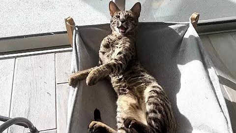 Watch the video about F2 Savannah Cat Zara Has The Cutest Sunbathing Meows.