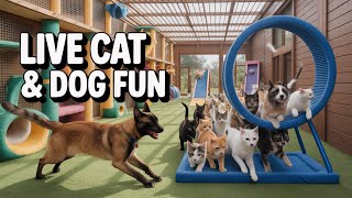Cute Cats, Funny Cats, sleepy cats Part 209 #cat #dog #pet #cutecat NEW CAMERA + SHOULD BE CLEAR !