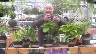 Famous What are all the things I need to know about Hosta plants? Profile