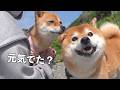 怖かった日の翌日、柴犬兄妹に思わぬ変化がありました