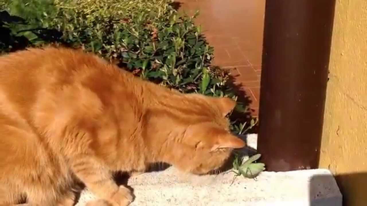 mantis wiki Cat meets Praying Mantis