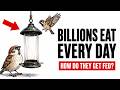 How Billions of Birds Get Fed Every Day — Without Humans