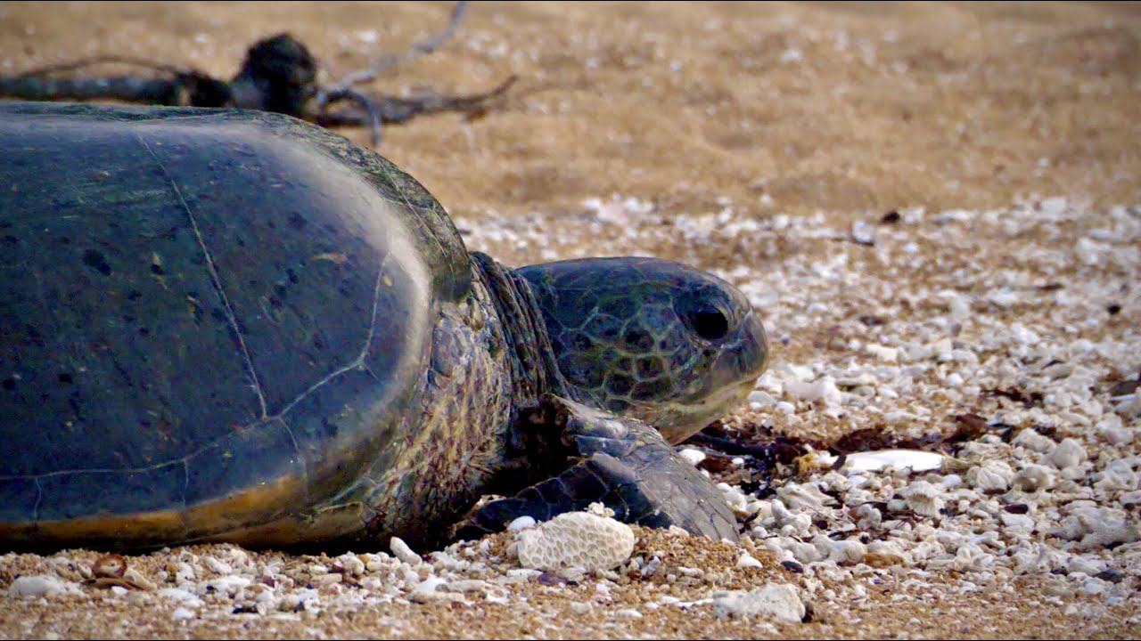 A Sea Turtle’s Version of Parenting