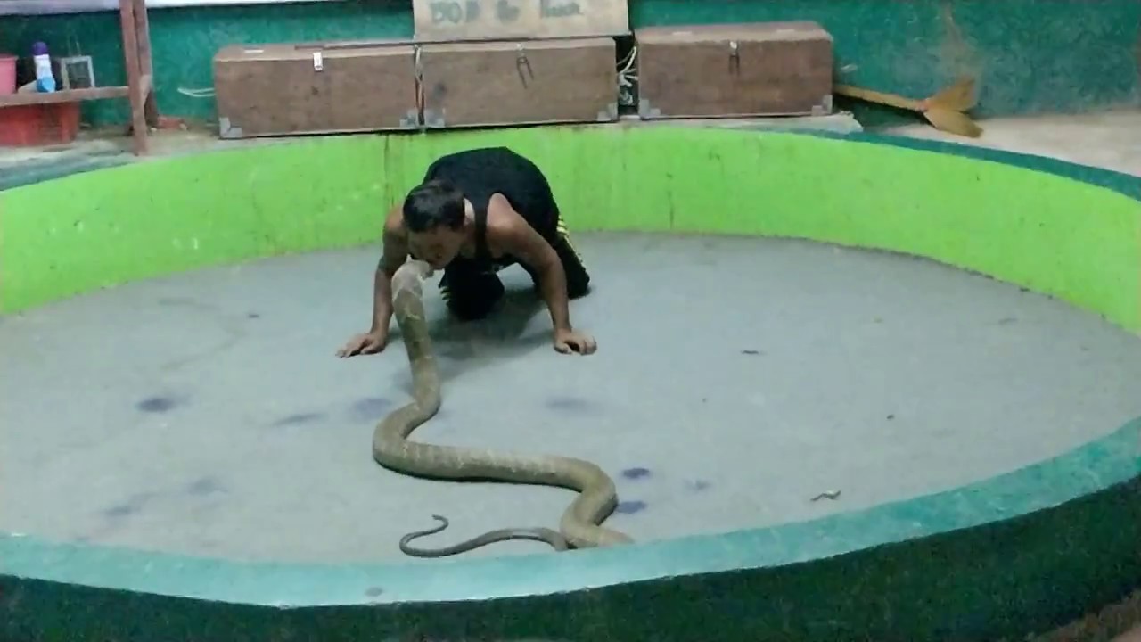 Snake Show | Phuket | Thailand | Video