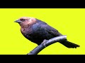 Brown Headed Cowbird 
