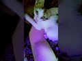 #cat #shortsviral