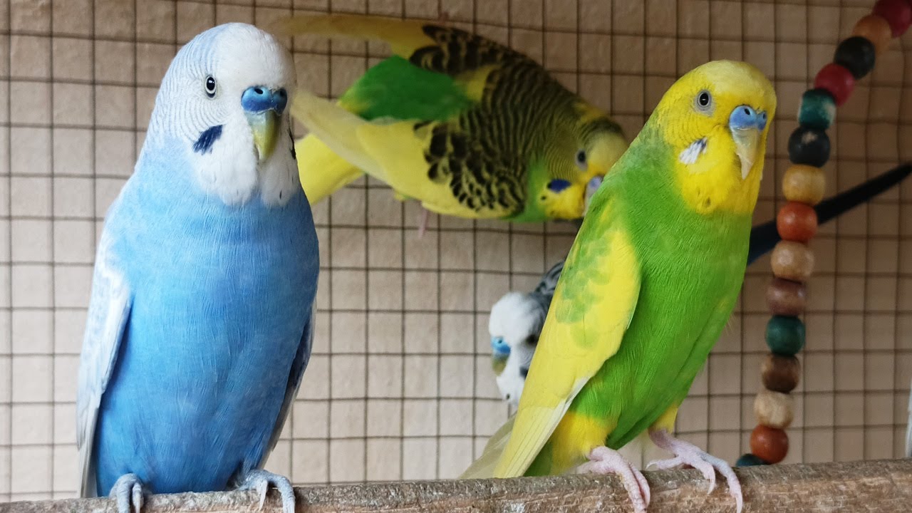 12 Hour Bird Watching of Parakeet Budgies Birds, Observe Nature Birds, Reduce Stress