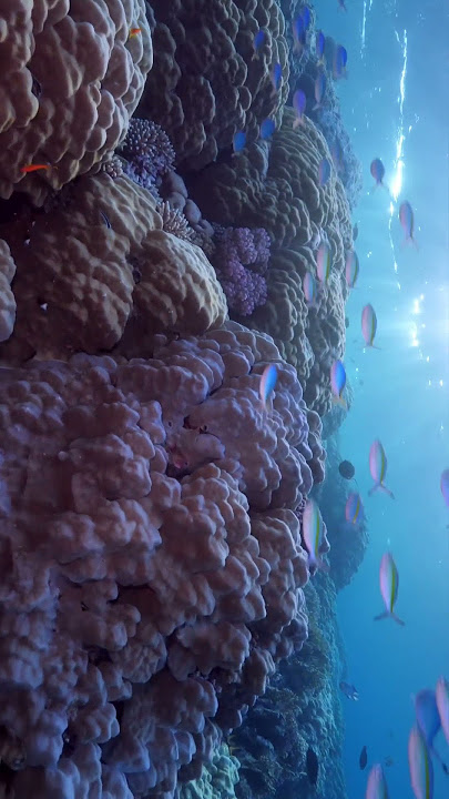 A beautiful Reef at Marsa Shouna! #shorts #uwvideo #scubadiving #lifeundersea