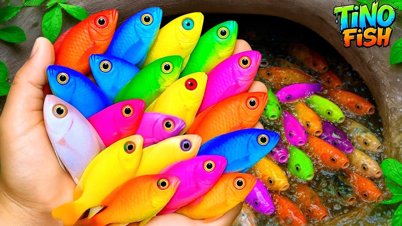 Catch beautiful aquarium fish in small pond, baby turtle, goldfish, glass fish, platy fish, eel, koi