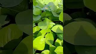 Moong1month🌱💫…....... #moong #trending #exploger #viral #reelsgrowth #dailyupdate #farming #reels