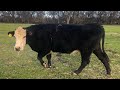 Talking Cattle! My Breeds and Why I don’t have Purebred