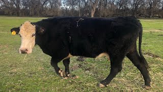 Talking Cattle! My Breeds and Why I don’t have Purebred
