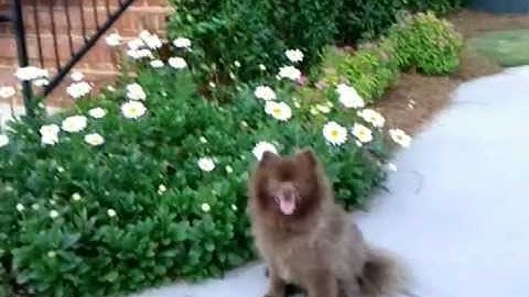 Cocoa - rolling shutter removed and stabilized