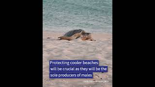 Climate change will impact turtles hatching on WA beaches
Climate change will impact the emergence success and sex ratio of flatback turtle hatchlings in the Pilbara region of Western Australia within the next two decades, according to a new study.
The study, published in Global Ecology and Conservation, was a collaboration between The University of Western Australia and the Department of Biodiversity, Conservation and Attractions’ North West Shelf Flatback Turtle Conservation Program.
﹏
The University of Western Australia (UWA) is recognised internationally as a top 100 university. Browse our channel to learn about our ground-breaking research, state-of-the-art facilities and vibrant student experience.
For more information: https://www.uwa.edu.au/
﹏
Facebook: https://www.facebook.com/universitywa/
Twitter: https://twitter.com/uwanews
Instagram: https://www.instagram.com/universitywa/ Climate change will impact turtles hatching on WA beaches
