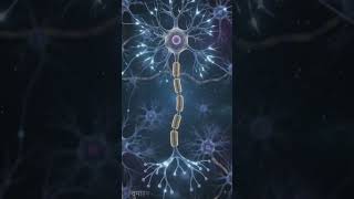 🧠 Neuron Explained in 48 Seconds | Structure &amp; Function #Shorts #Neuron #Biology  #Anatomy #Learning