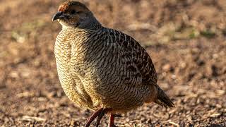 Download Lagu Dawn Chorus  52: The Cape Spurfowl (Bird Call Audio)