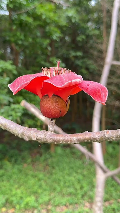 Semal Flower: Unique Beauty and a Natural Wonder! #shorts
