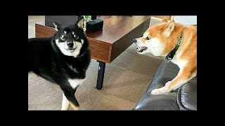 Funny Animals 2024 😺🐶 - New Funniest Cats and Dogs Video