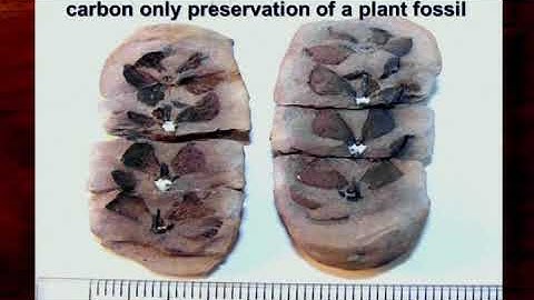 Evidence Of Rapid Fossilization: Fossil Beds And The Flood - Andrew Snelling