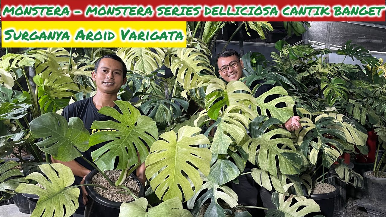 SURGANYA AROID VARIGATA DISINI⁉️ MONSTERA-MONSTERA DELLICIOSA CANTIK BANGETT