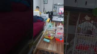 Elemtere Fiş Osi̇mhene Şi̇ş