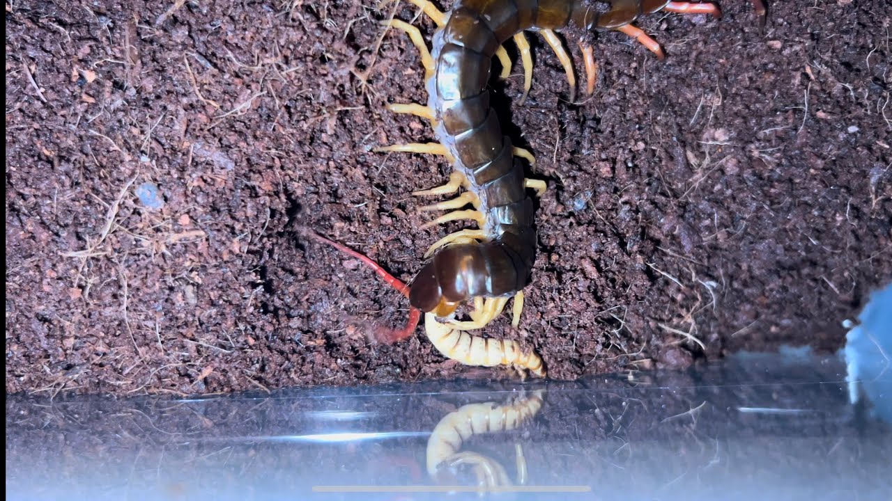 Curated visual reference: Feeding Superworms To Chilean Rose Snake Reference: Vietnamese Centipede First Feeding Superworm