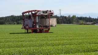 茶摘：2015新茶　霧島茶（鹿児島茶）松山産業