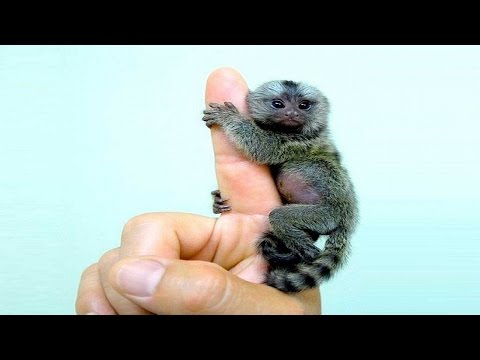 Video: En Küçük Maymun Nedir