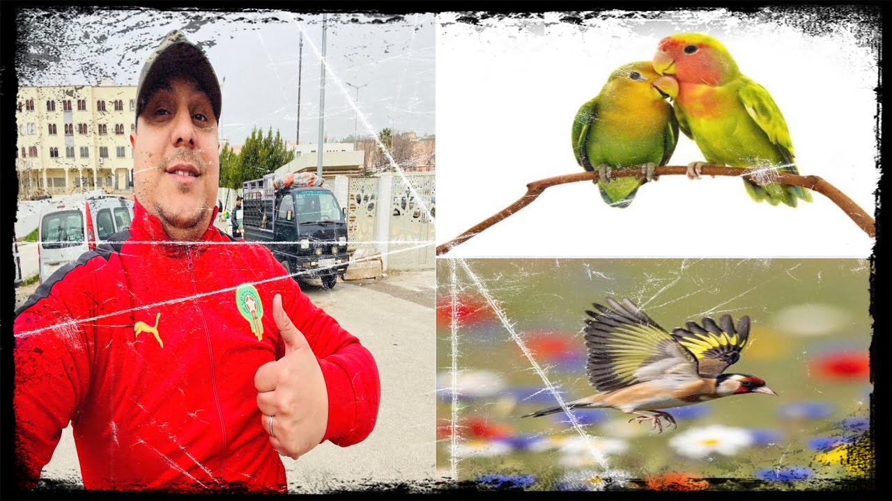 سوق طيور🦜 بمدينة مكناس🇲🇦 مرحبا بالجميع🤩:تاريخ :1/3/2026الهاتف:0619227462