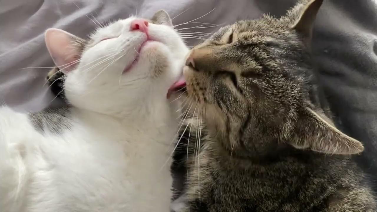 Zwei Kater jung und alt YouTube