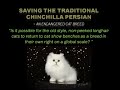 Saving the Traditional Chinchilla Persian - an endangered species の動画、YouTube動画。