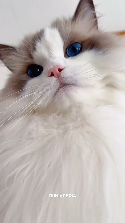 Gemas Pol! 5 Ras Kucing Ini Dikaruniai Mata Biru yang Menawan. Mana yang Paling Menggemaskan?